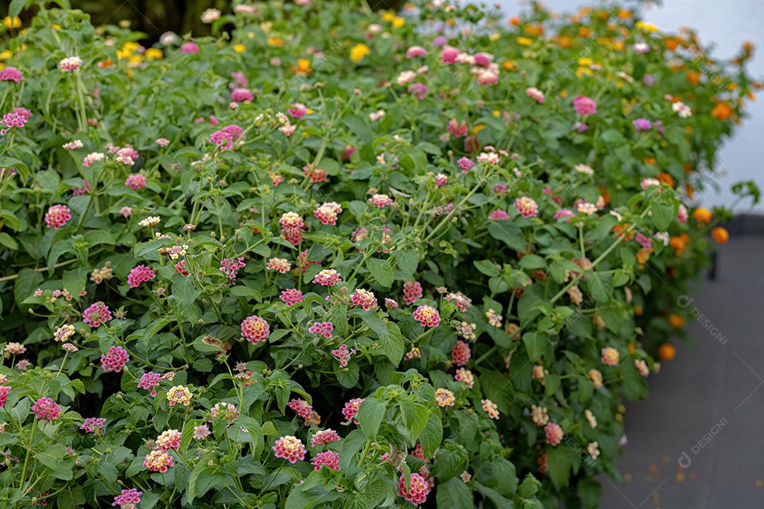 Flor de Lantana Comum da espécie Lantana camara