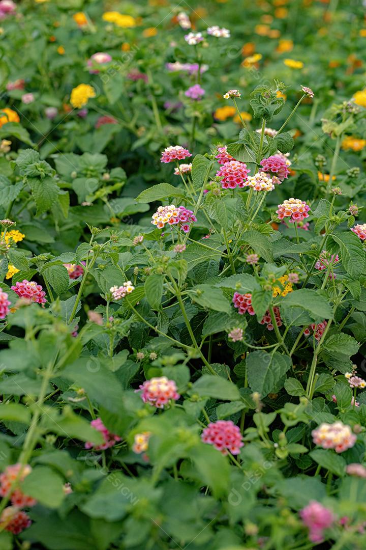 Flor de Lantana Comum da espécie Lantana camara
