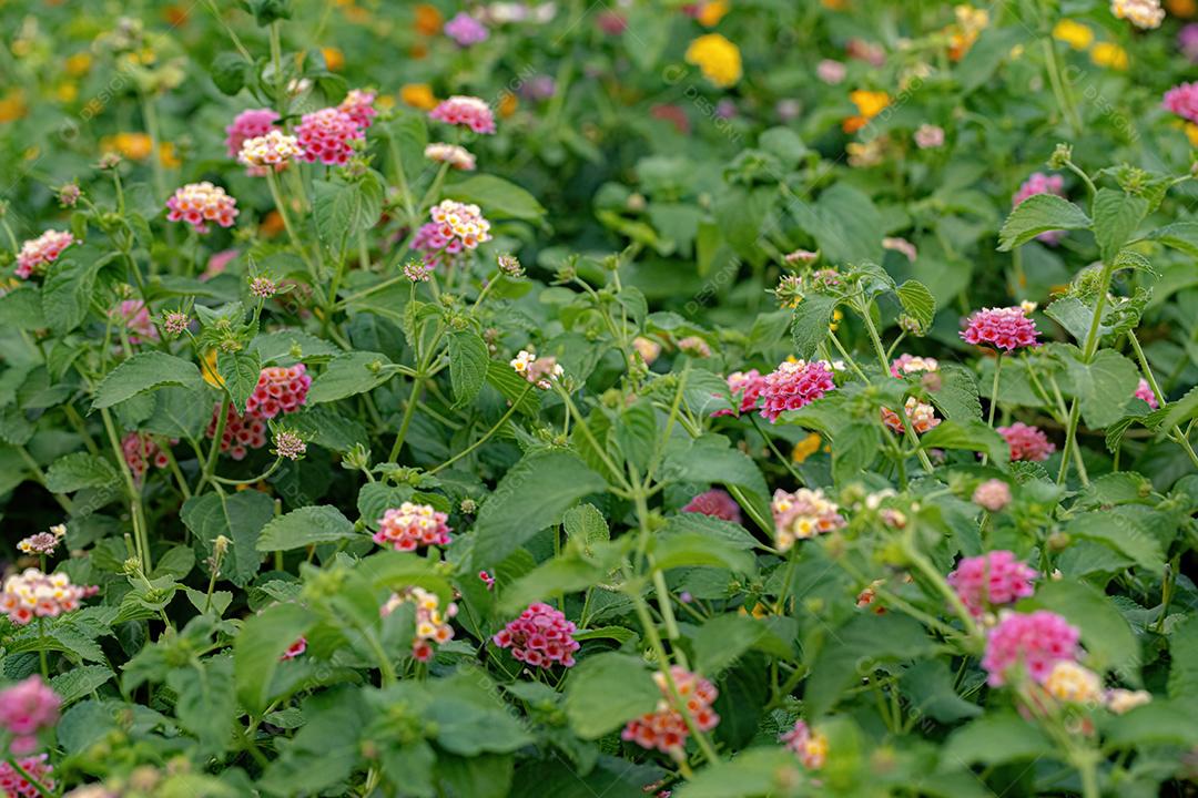 Flor de Lantana Comum da espécie Lantana camara