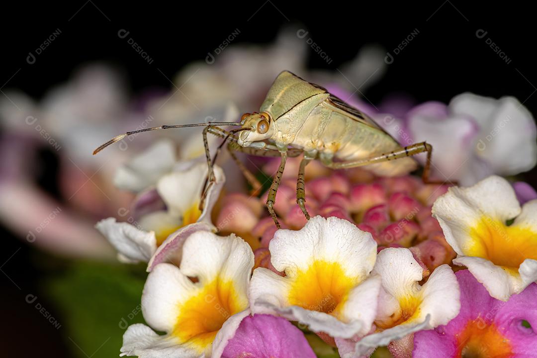 Inseto de pés de folha adulto do gênero Hypselonotus em uma planta Lantana