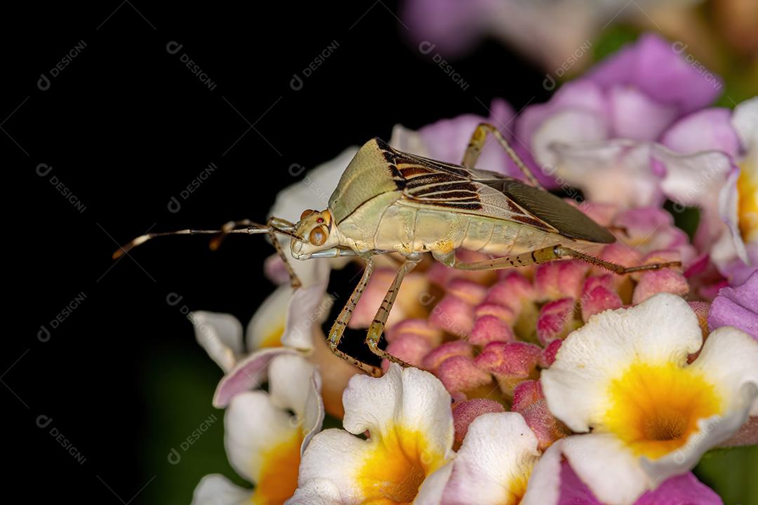 Inseto de pés de folha adulto do gênero Hypselonotus em uma planta Lantana