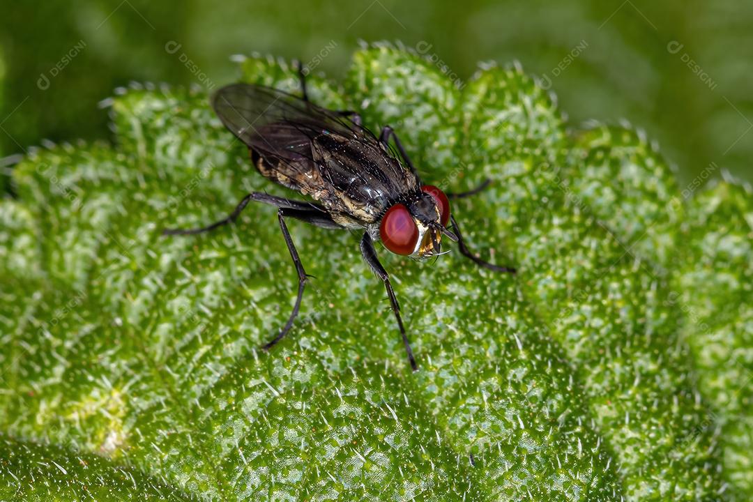 Mosca braquicerana adulta da subordem Brachycera