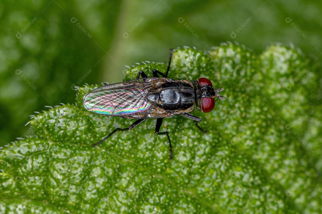 Mosca braquicerana adulta da subordem Brachycera
