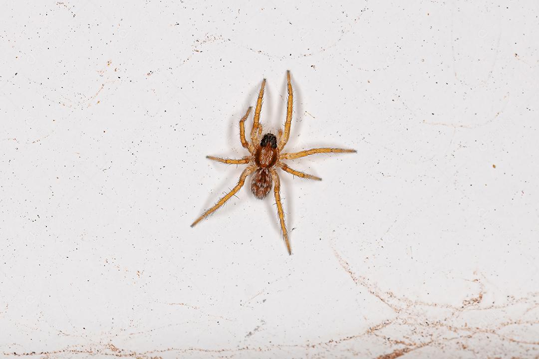 Pequena aranha-lobo da família Lycosidae