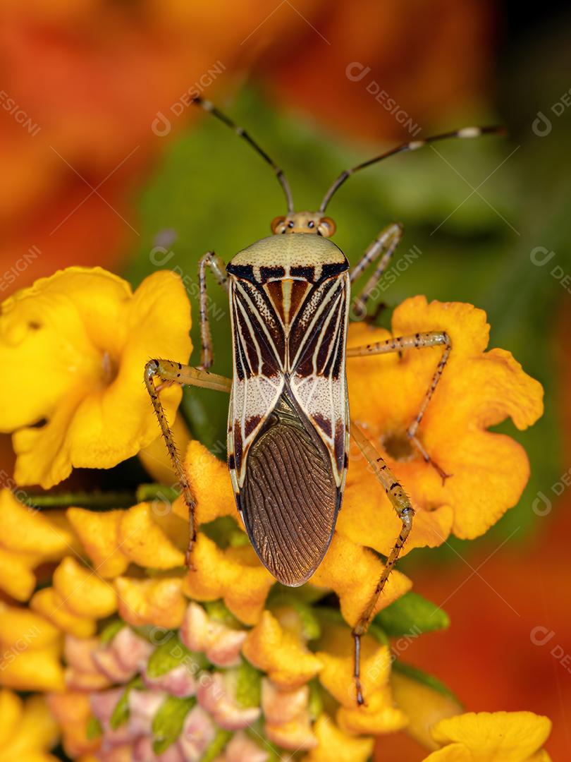 Inseto de pés de folha adulto do gênero Hypselonotus em uma planta Lantana