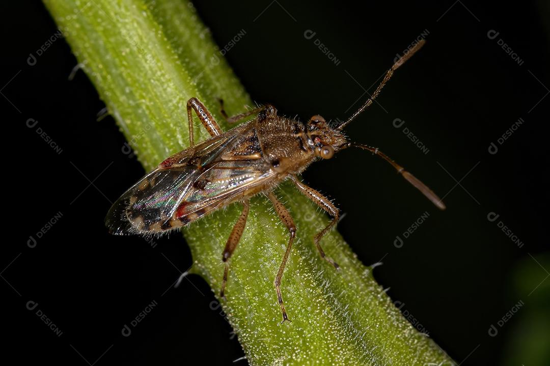 Inseto de planta sem cheiro adulto da subfamília Rhopalinae