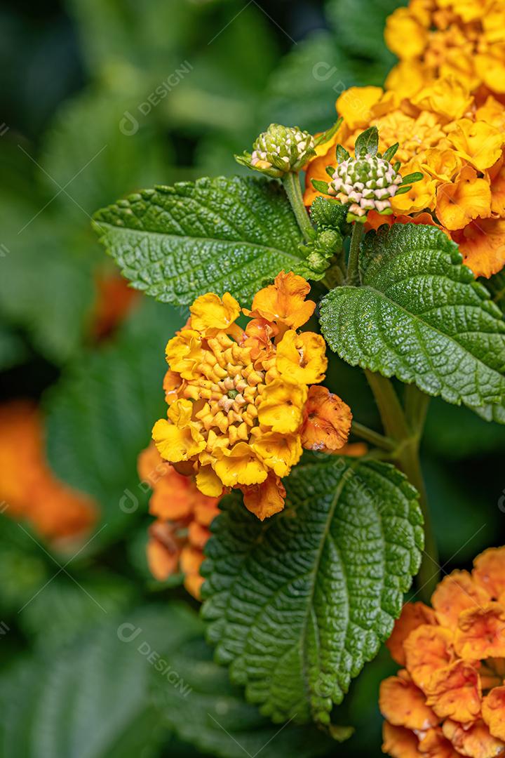 Flor de Lantana Comum da espécie Lantana camara com foco seletivo
