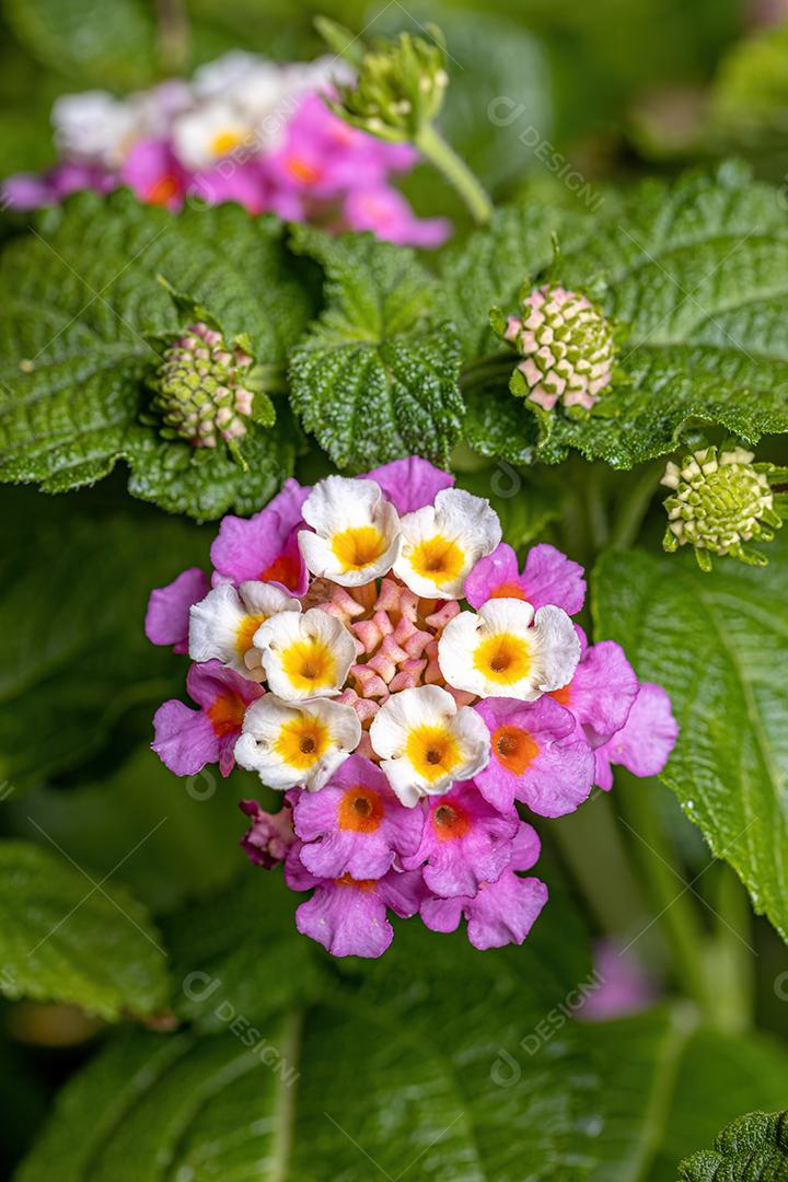 Flor de Lantana Comum da espécie Lantana camara com foco seletivo