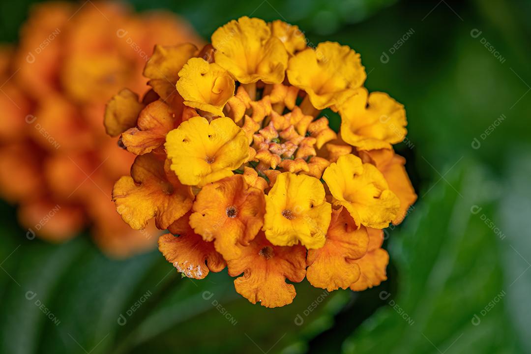 Percevejos adultos da espécie Lygaeus alboornatus acoplamento