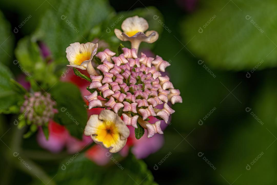 Percevejos adultos da espécie Lygaeus alboornatus acoplamento