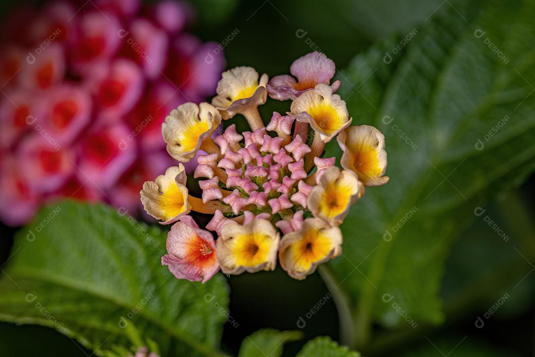 Percevejos adultos da espécie Lygaeus alboornatus acoplamento