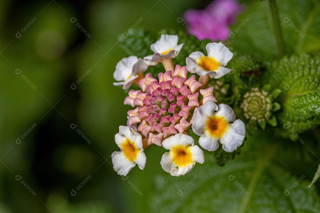 Percevejos adultos da espécie Lygaeus alboornatus acoplamento