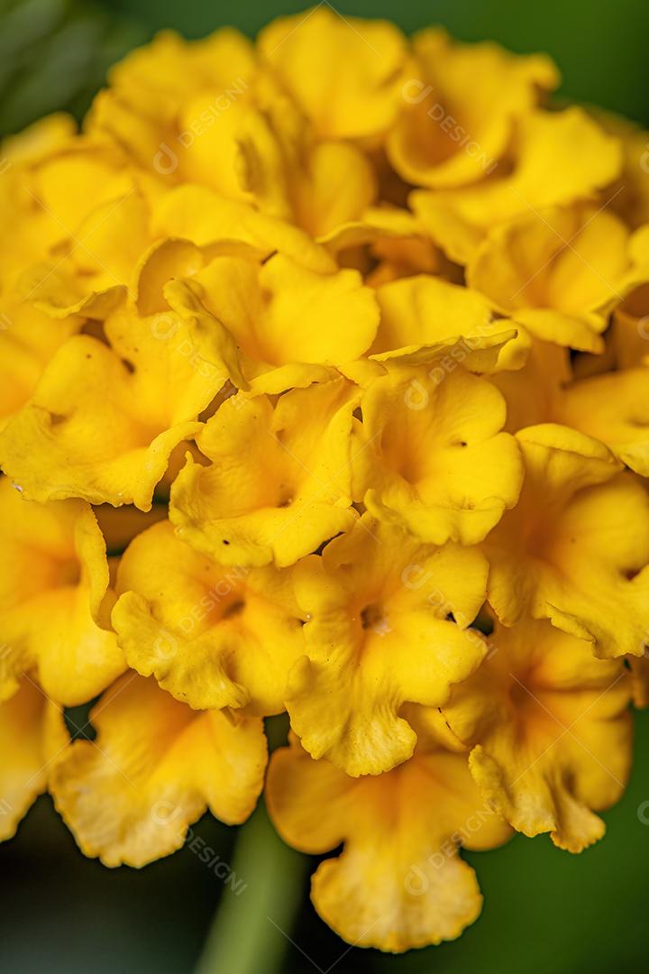 Percevejos adultos da espécie Lygaeus alboornatus acoplamento