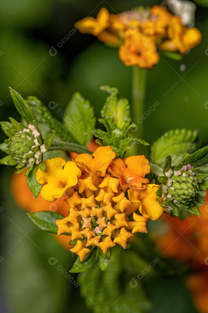 Percevejos adultos da espécie Lygaeus alboornatus acoplamento