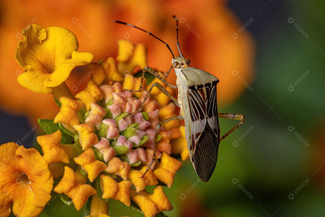 Inseto de pés de folha adulto do gênero Hypselonotus em uma planta Lantana