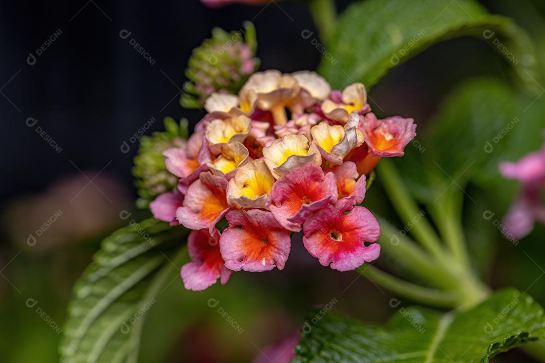 Percevejos adultos da espécie Lygaeus alboornatus acoplamento