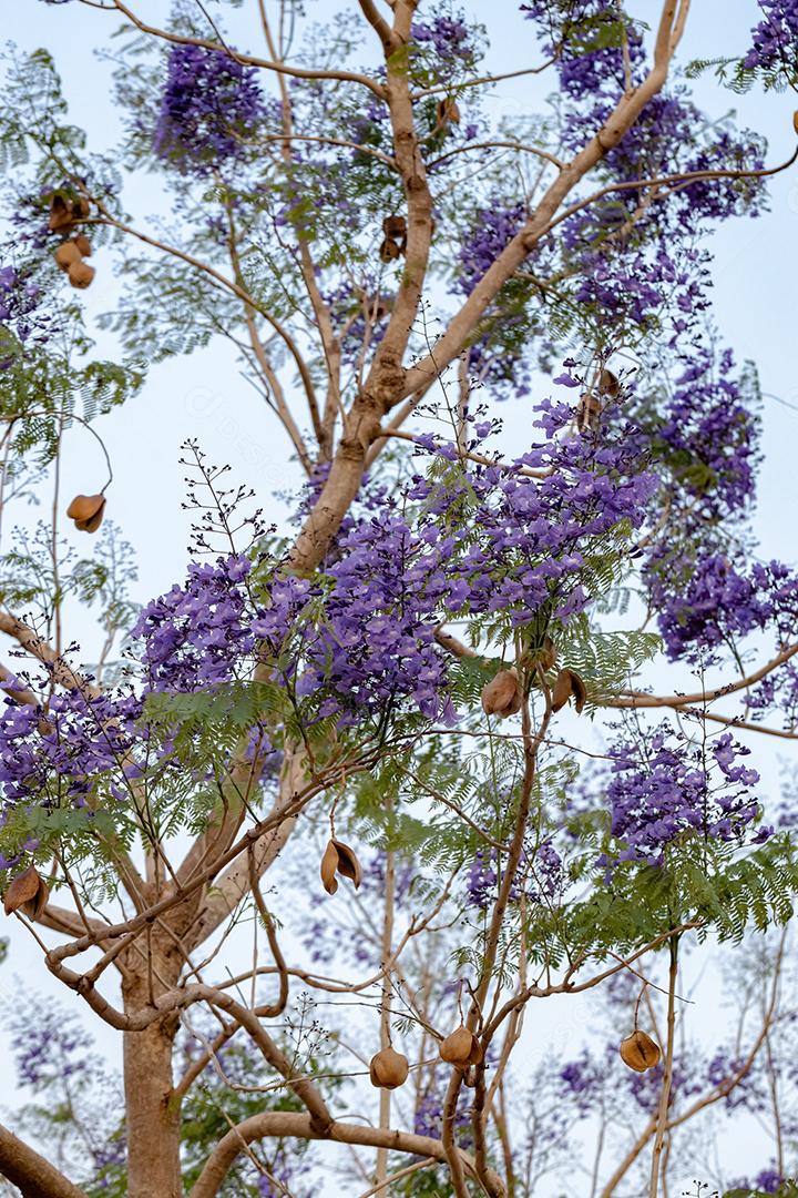 Jacarandá azul da espécie Jacaranda mimosifolia com flores de frutos