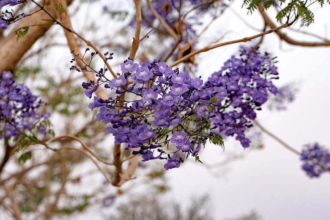 Jacarandá azul da espécie Jacaranda mimosifolia com flores de frutos