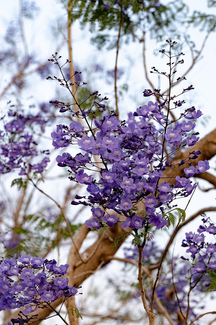 Jacarandá azul da espécie Jacaranda mimosifolia com flores de frutos