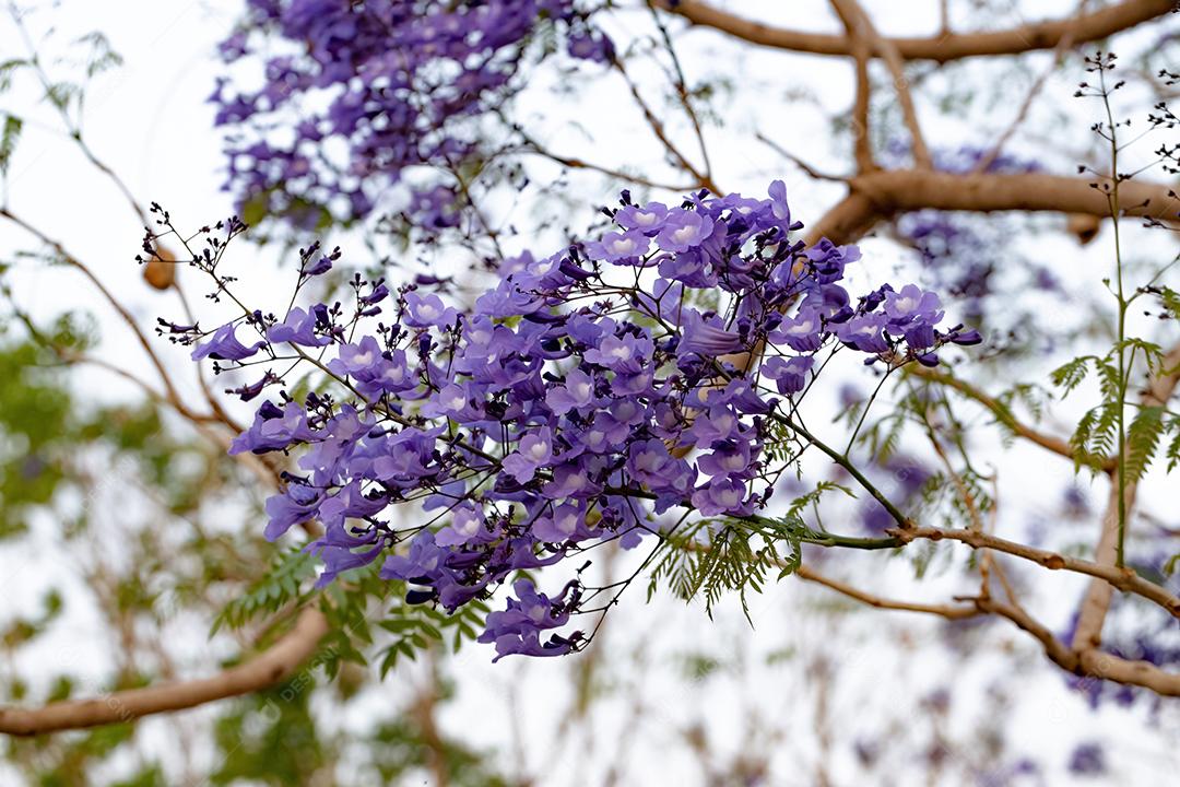 Jacarandá azul da espécie Jacaranda mimosifolia com flores de frutos