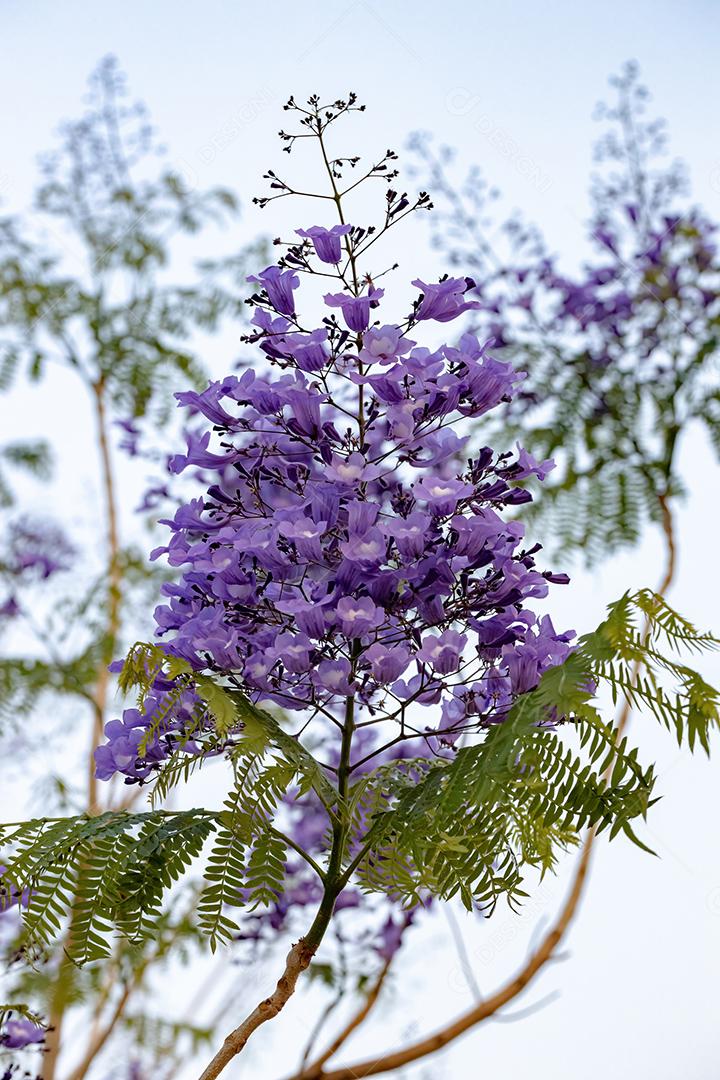 Jacarandá azul da espécie Jacaranda mimosifolia com flores de frutos