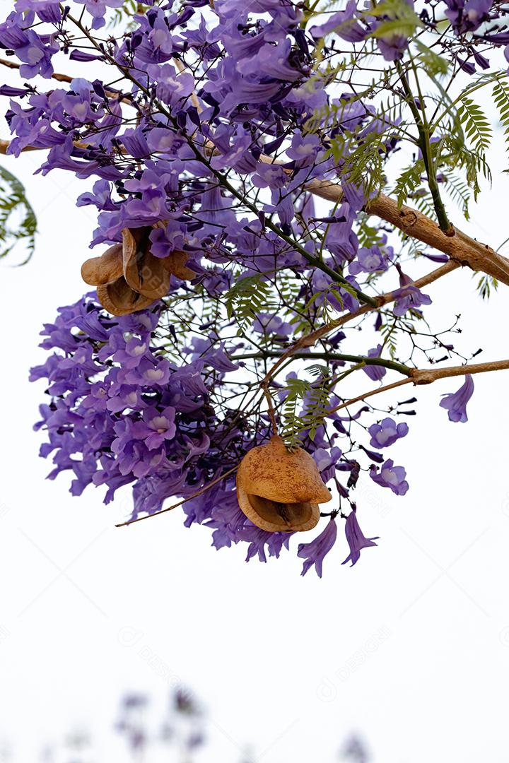 Jacarandá azul da espécie Jacaranda mimosifolia com flores de frutos