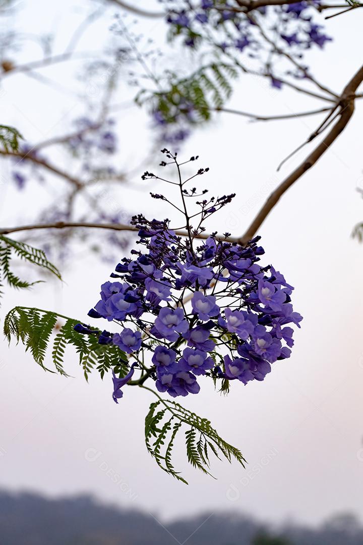 Jacarandá azul da espécie Jacaranda mimosifolia com flores de frutos
