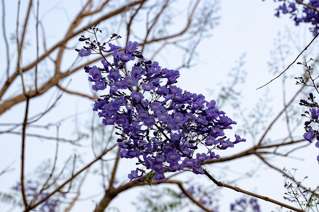 Jacarandá azul da espécie Jacaranda mimosifolia com flores de frutos