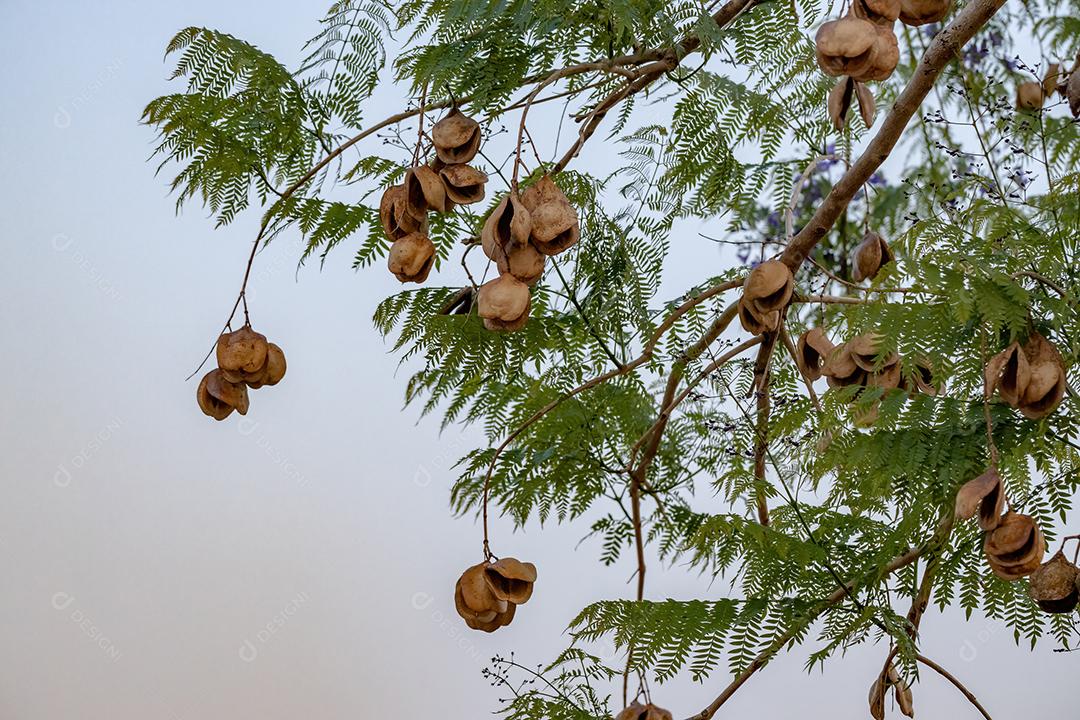 Jacarandá azul da espécie Jacaranda mimosifolia com flores de frutos