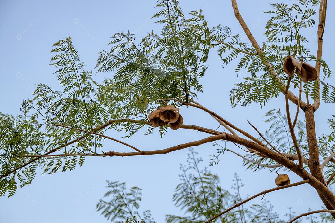 Jacarandá azul da espécie Jacaranda mimosifolia com flores de frutos