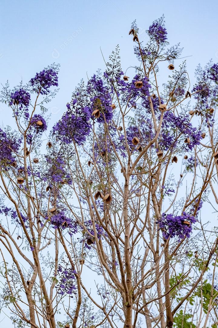 Jacarandá azul da espécie Jacaranda mimosifolia com flores de frutos