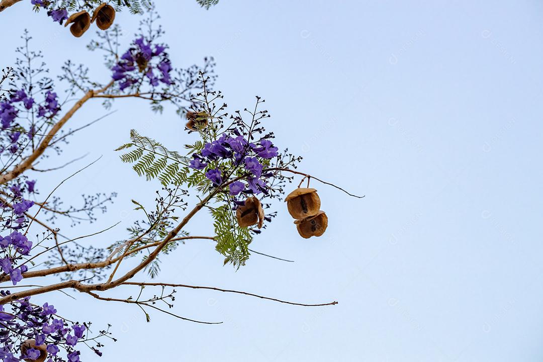 Jacarandá azul da espécie Jacaranda mimosifolia com flores de frutos