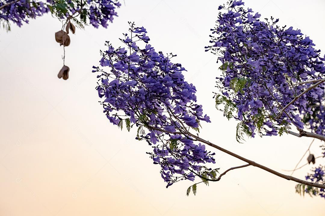 Jacarandá azul da espécie Jacaranda mimosifolia com flores de frutos