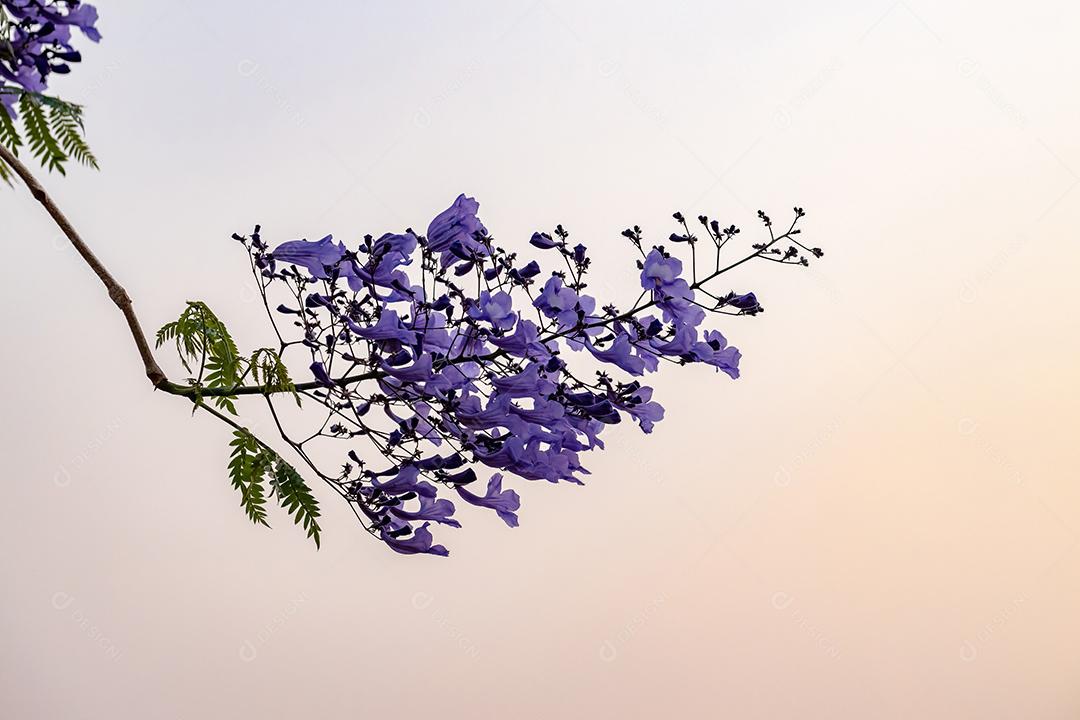 Jacarandá azul da espécie Jacaranda mimosifolia com flores de frutos