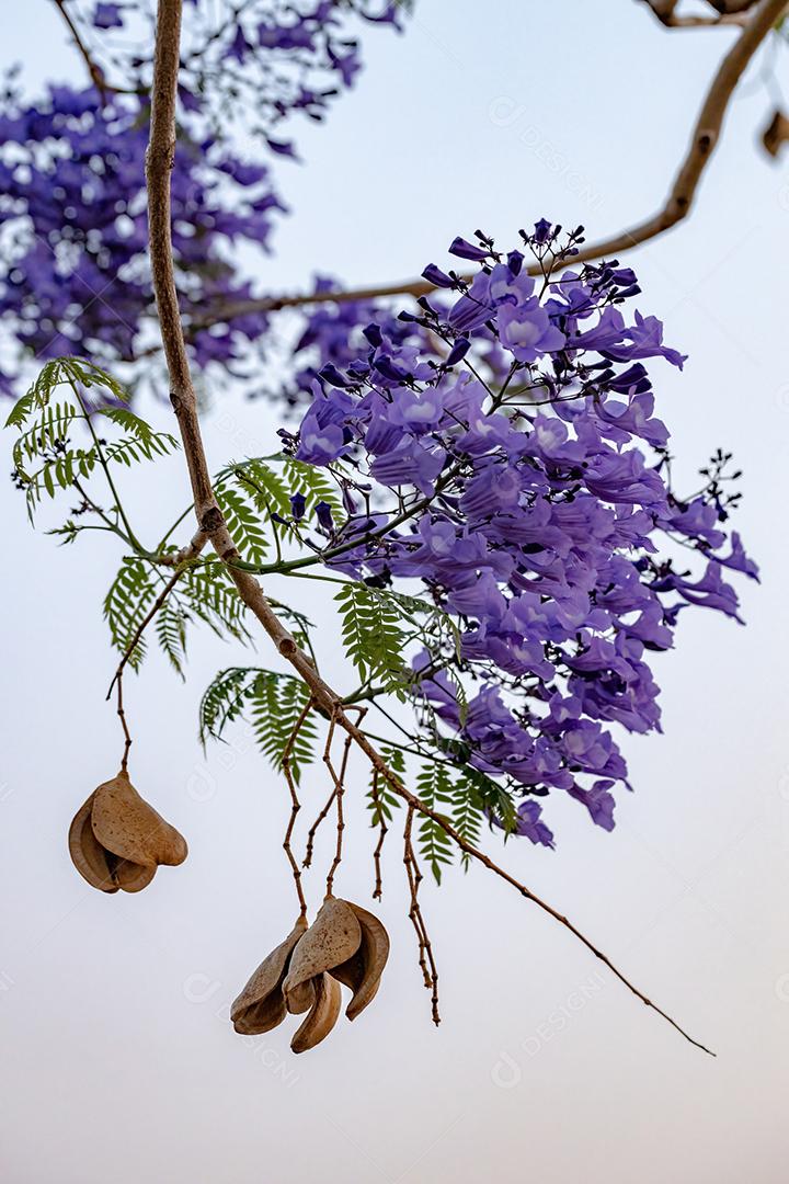 Jacarandá azul da espécie Jacaranda mimosifolia com flores de frutos