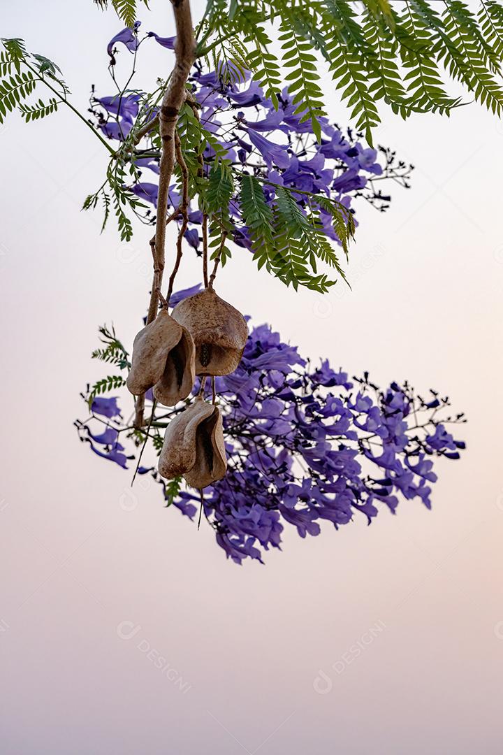 Jacarandá azul da espécie Jacaranda mimosifolia com flores de frutos