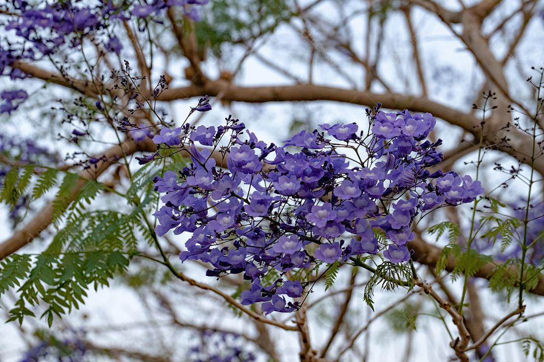 Jacarandá azul da espécie Jacaranda mimosifolia com flores de frutos