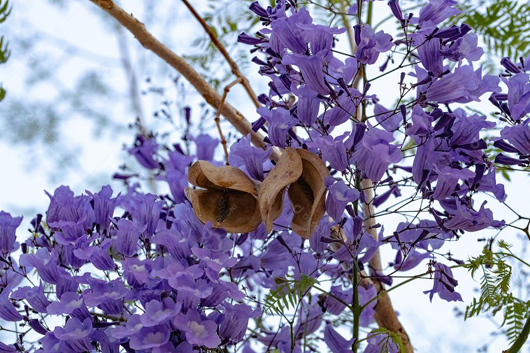 Jacarandá azul da espécie Jacaranda mimosifolia com flores de frutos