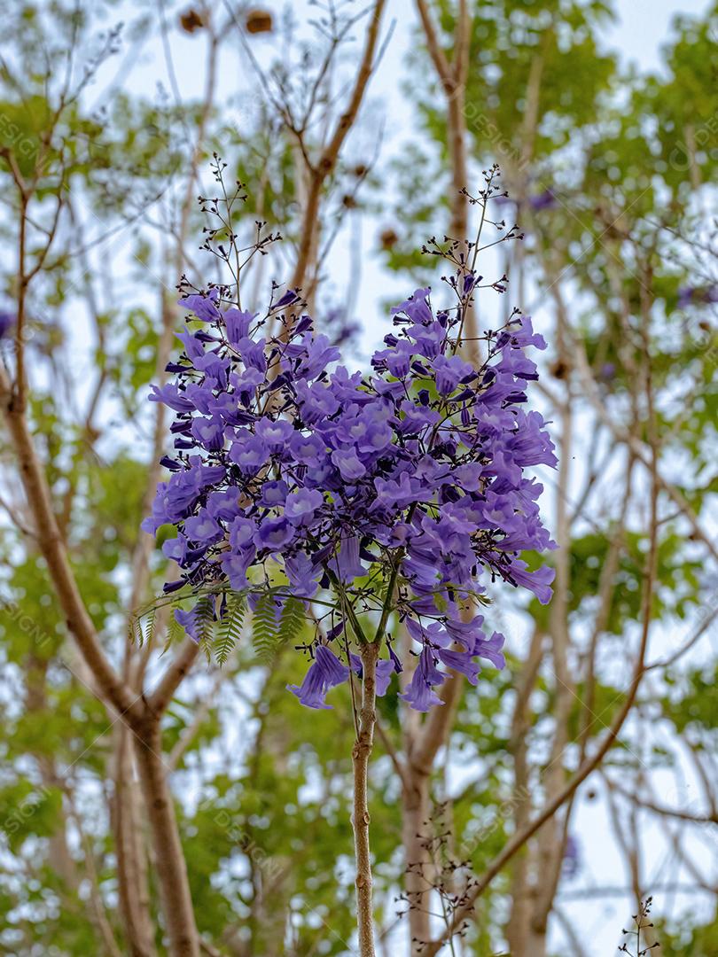 Jacarandá azul da espécie Jacaranda mimosifolia com flores de frutos