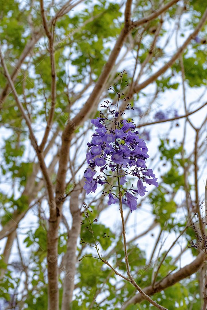 Jacarandá azul da espécie Jacaranda mimosifolia com flores de frutos