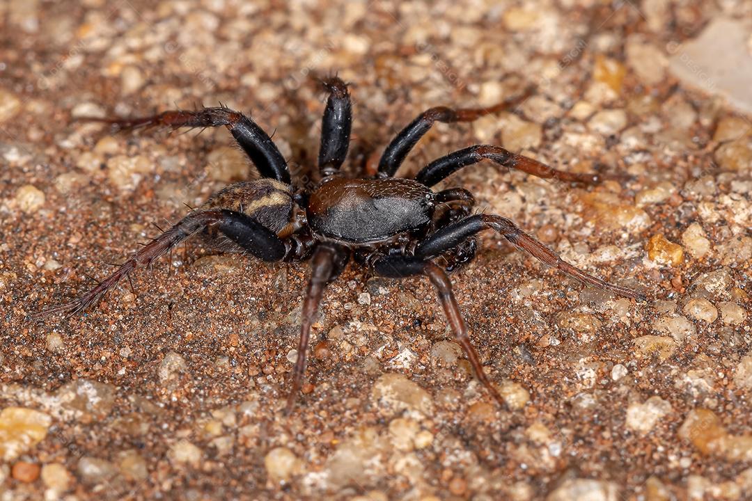 Aranha Zodariid macho adulto da família Zodariidae