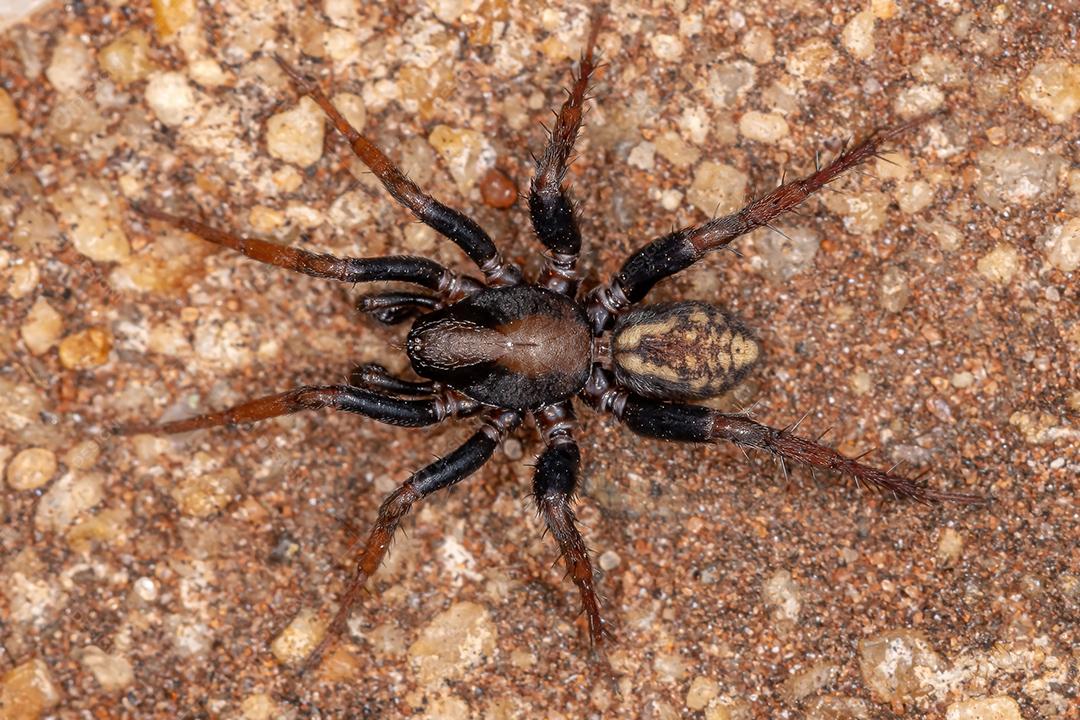 Aranha Zodariid macho adulto da família Zodariidae