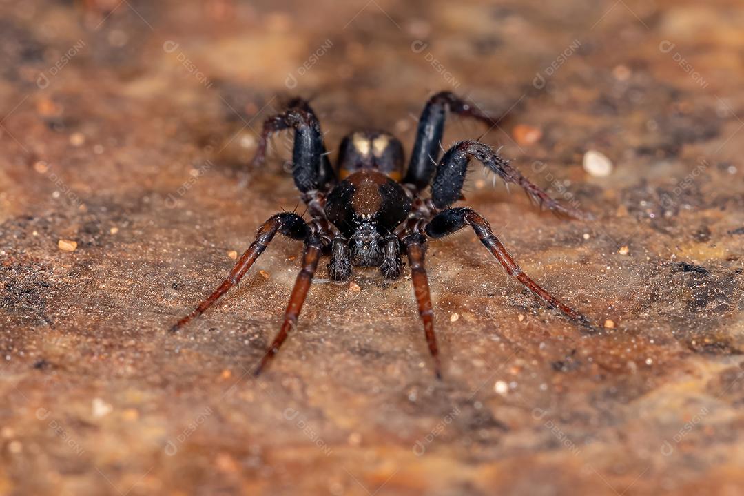 Aranha Zodariid macho adulto da família Zodariidae