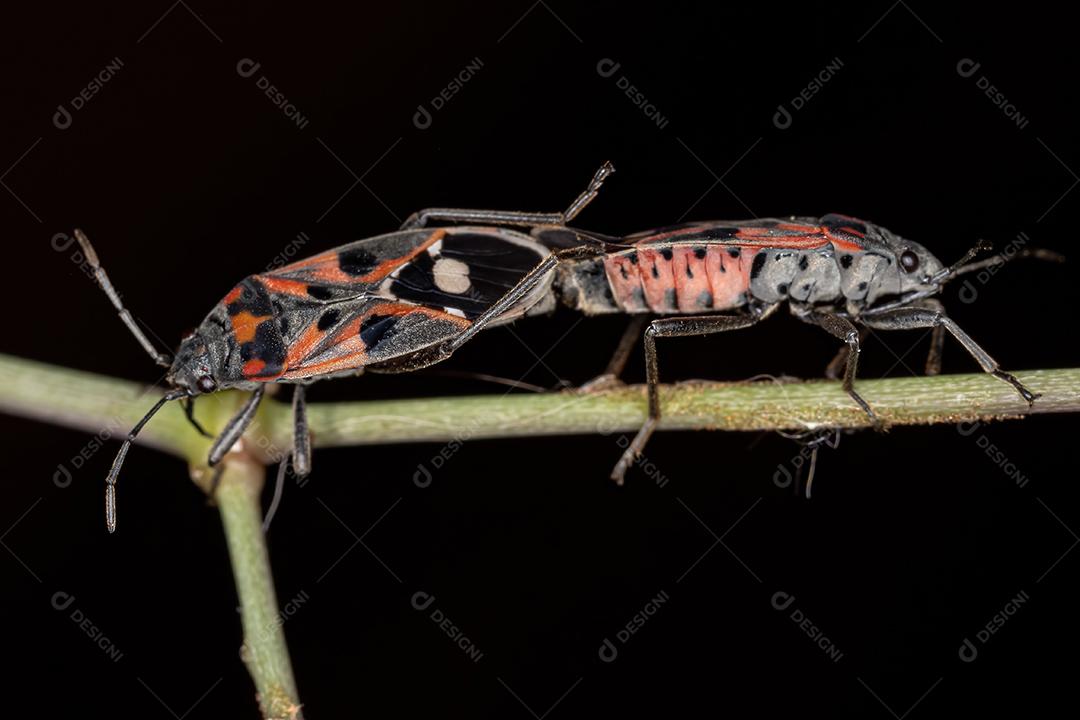 Percevejos adultos da espécie Lygaeus alboornatus acoplamento