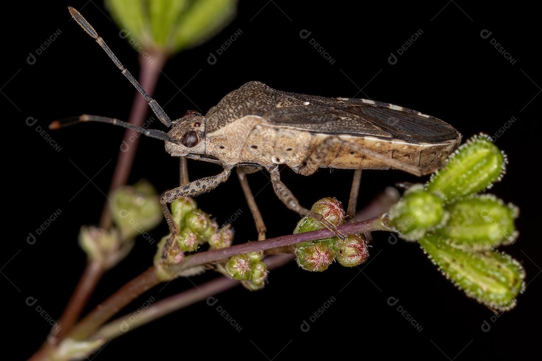 Inseto Verdadeiro Adulto da Subordem Heteroptera