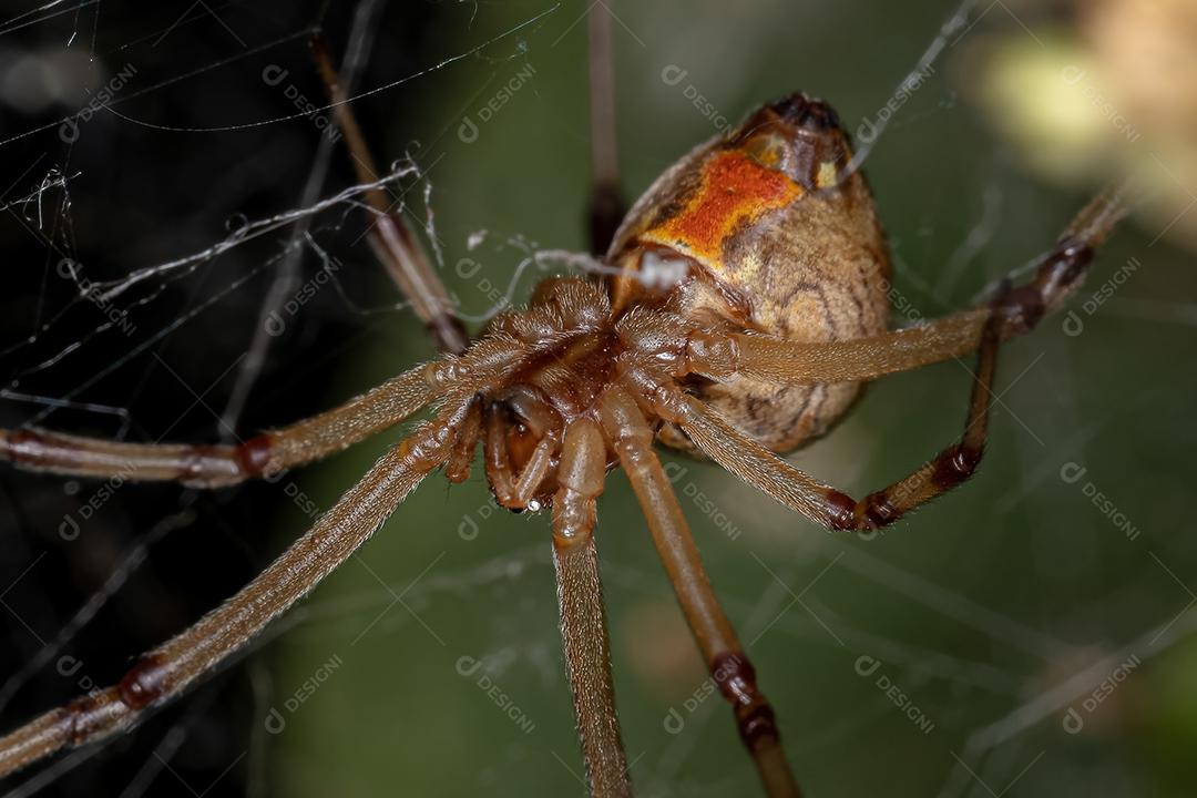 Viúva marrom fêmea da espécie Latrodectus geometricus