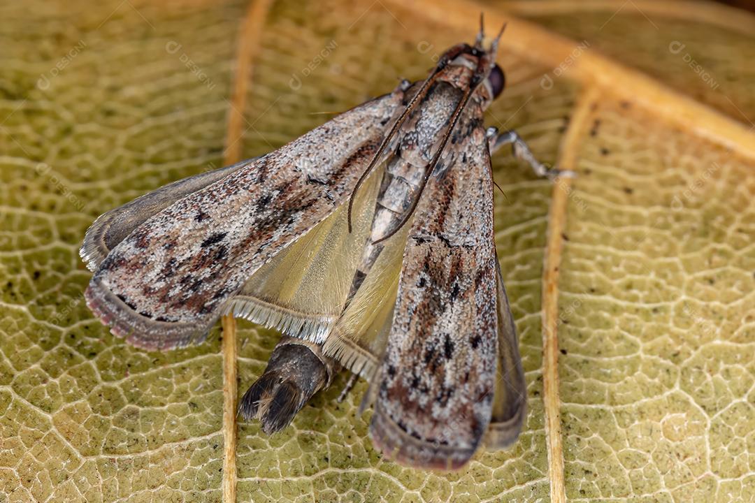 Pequena mariposa adulta da ordem lepidóptera