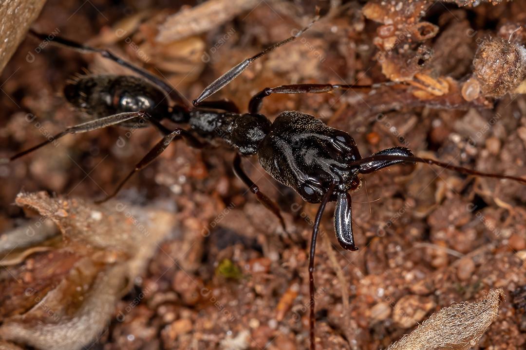 Formiga-de-armadilha adulta do gênero Odontomachus