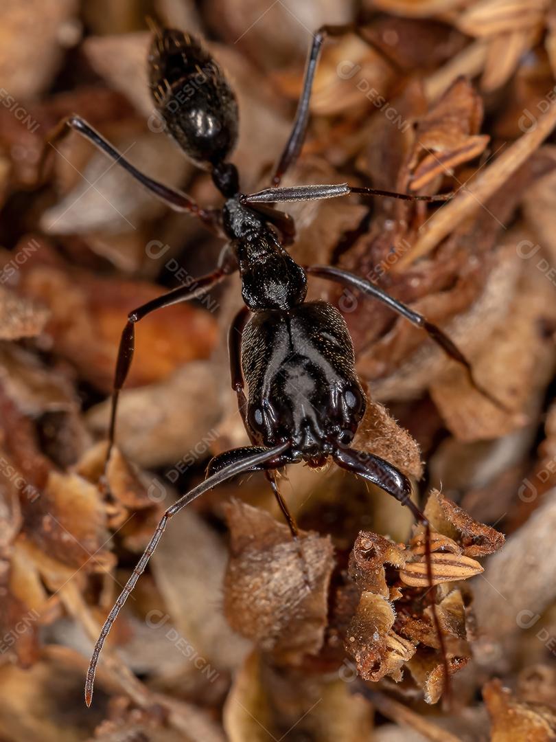 Formiga-de-armadilha adulta do gênero Odontomachus