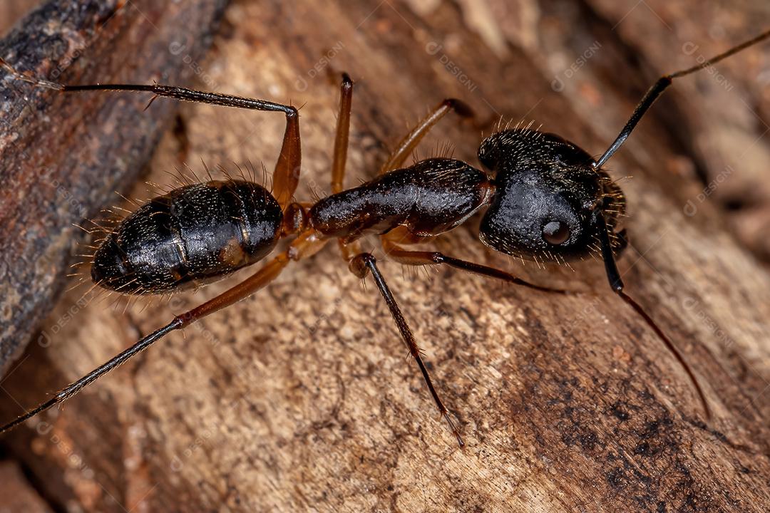 Formiga-de-armadilha adulta do gênero Odontomachus